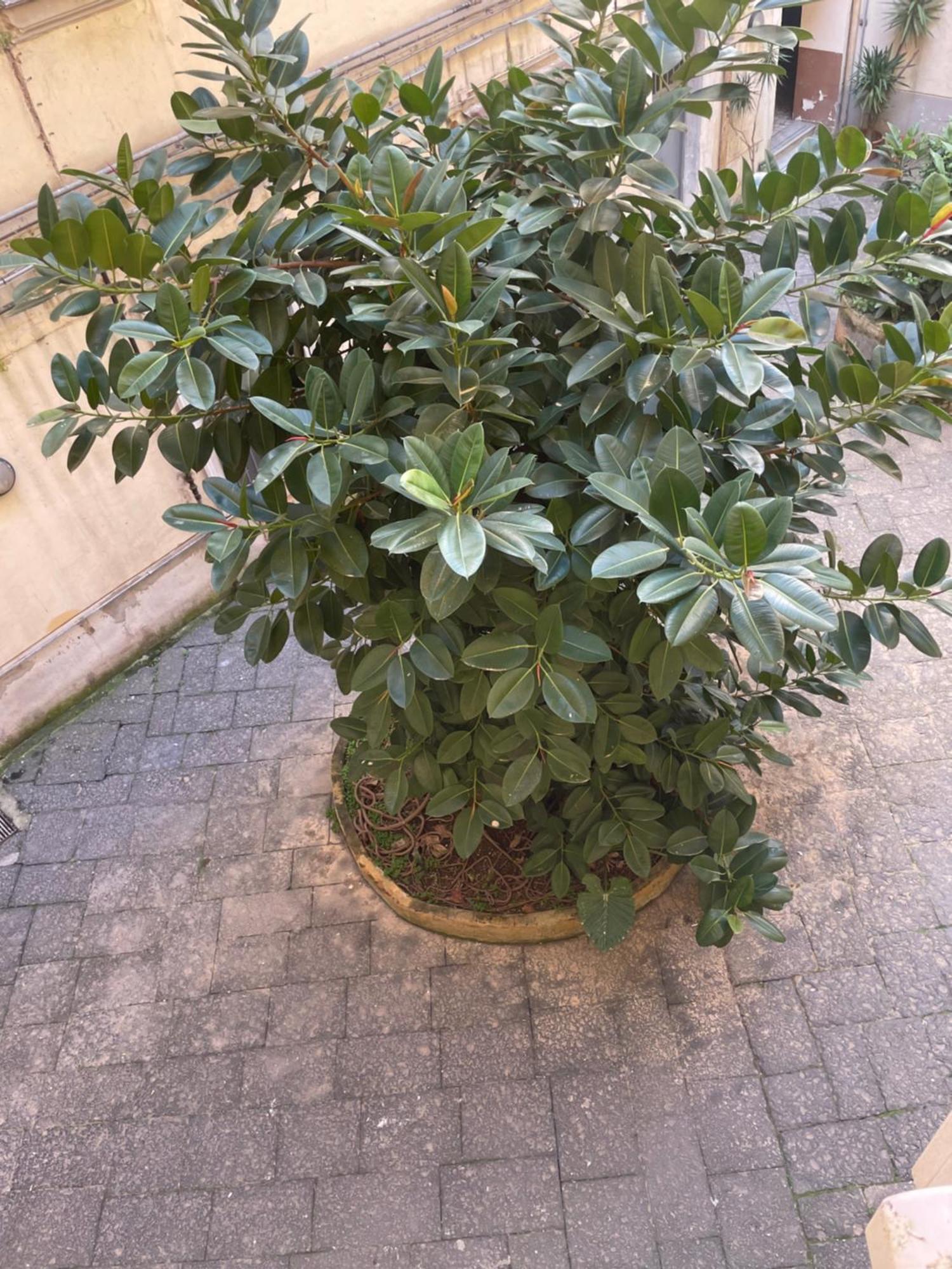 Napoli Station B&B Екстер'єр фото